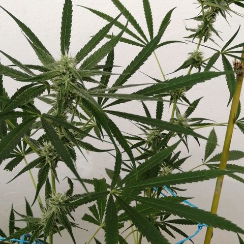 Figo HG #1 growlog timeline photo