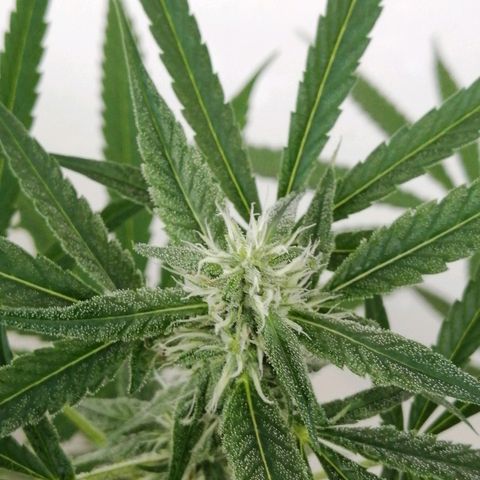 Figo HG #1 growlog timeline photo