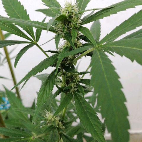 Blue Cheese growlog timeline photo