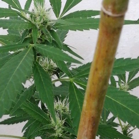 Blue Cheese growlog timeline photo