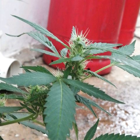 Blue Cheese growlog timeline photo