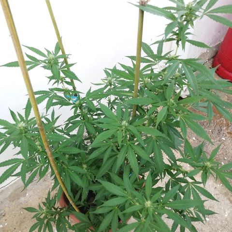 Blue Cheese growlog timeline photo