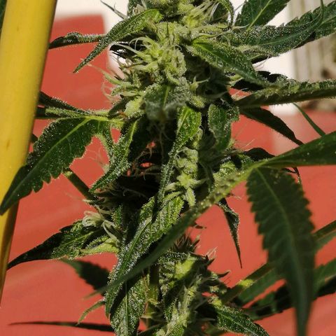 Blue Cheese growlog timeline photo