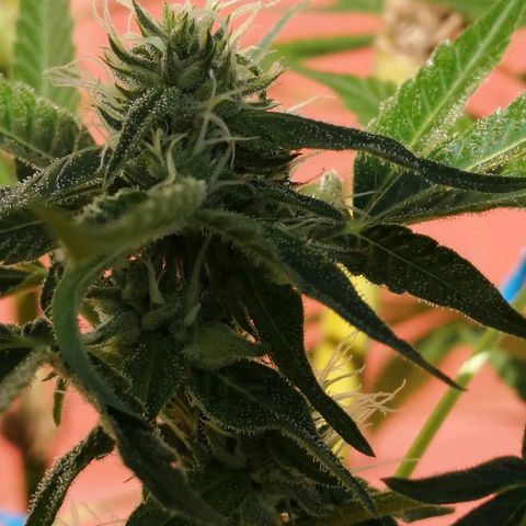 Blue Cheese growlog timeline photo