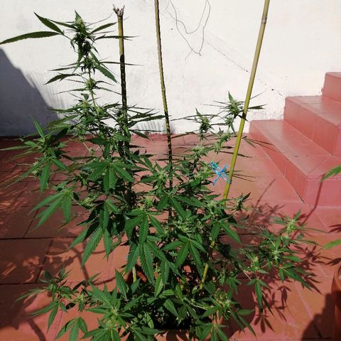 Blue Cheese growlog timeline photo