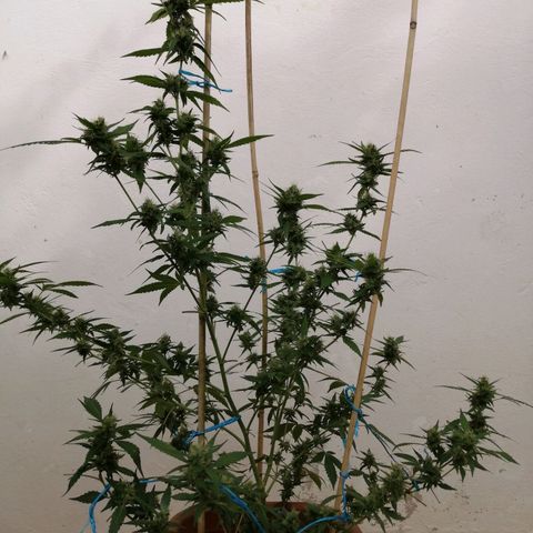 Blue Cheese growlog timeline photo