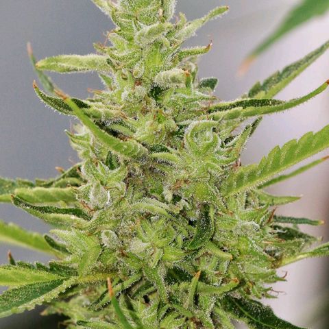 Figo HG #1 growlog timeline photo