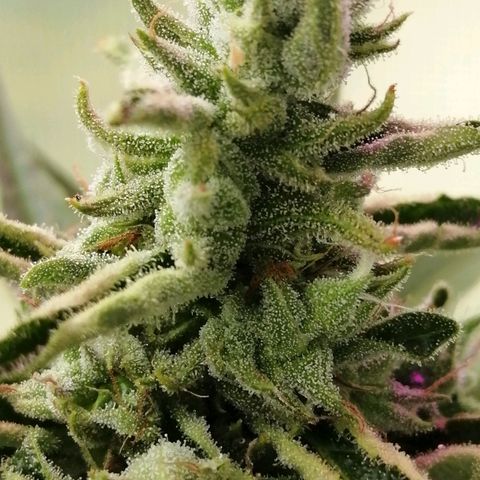 Figo HG #1 growlog timeline photo