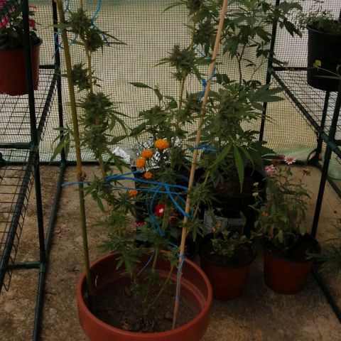 Figo HG #1 growlog timeline photo
