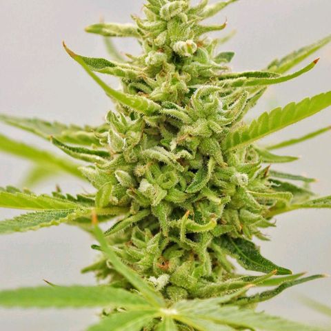 Figo HG #1 growlog timeline photo