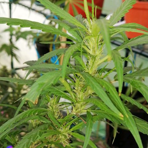 Durban Poison growlog timeline photo