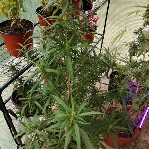 Durban Poison growlog timeline photo