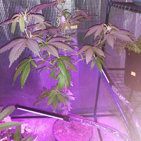 Zkittle growlog timeline photo