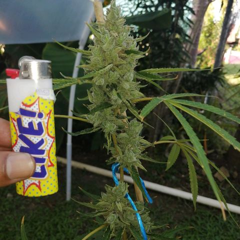 Figo HG #1 growlog timeline photo