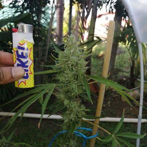 Figo HG #1 growlog timeline photo