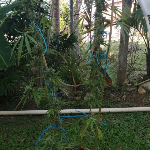 Figo HG #1 growlog timeline photo