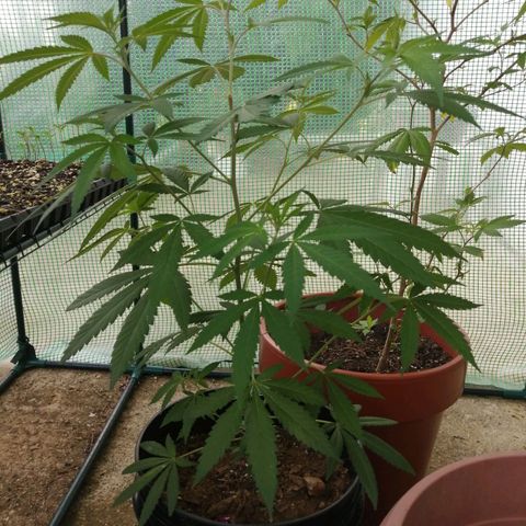 Chem Dawg growlog timeline photo