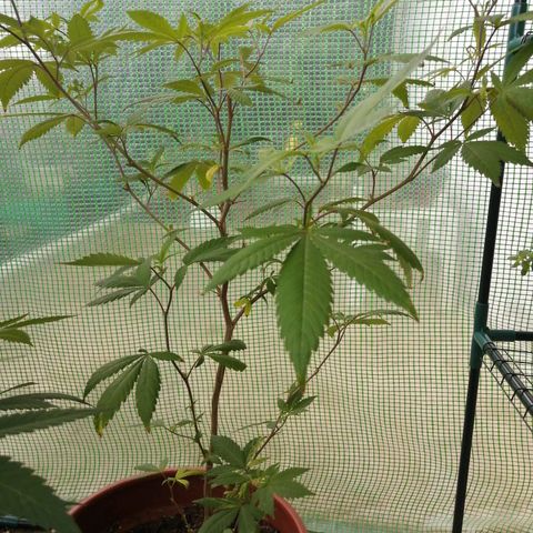 Zkittle growlog timeline photo