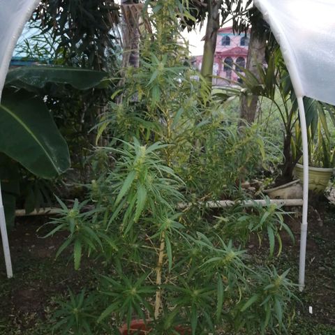 Durban Poison growlog timeline photo