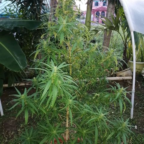 Durban Poison growlog timeline photo