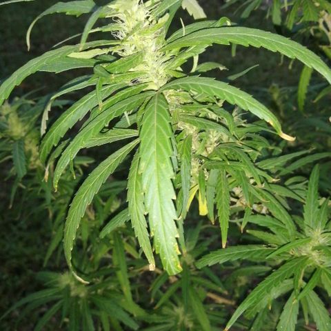 Durban Poison growlog timeline photo