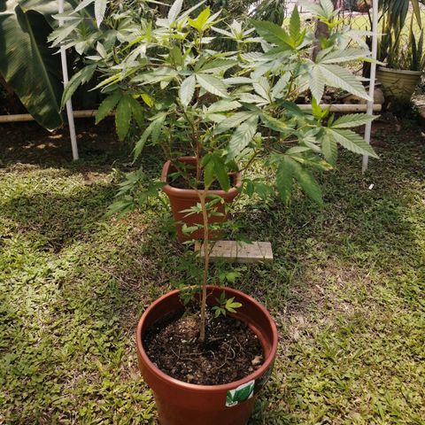 Zkittle growlog photo: Allied neem