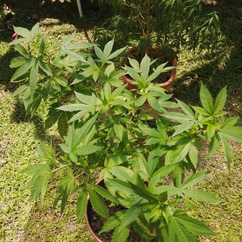 Zkittle growlog photo: Allied neem