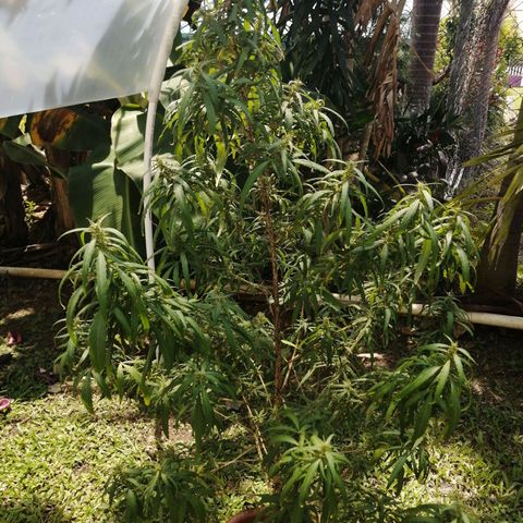Durban Poison growlog timeline photo