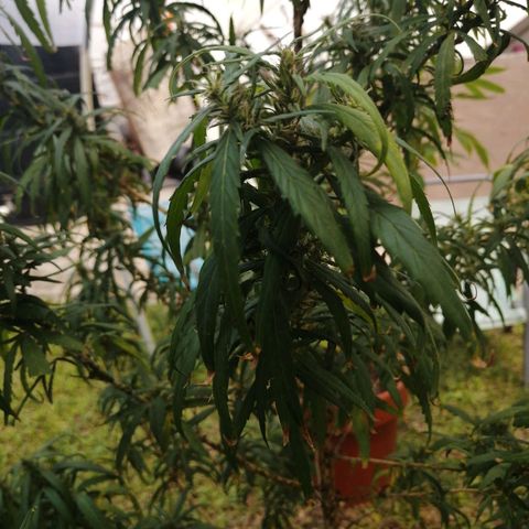 Durban Poison growlog timeline photo