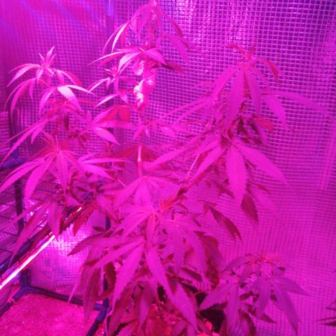 Chem Dawg growlog timeline photo