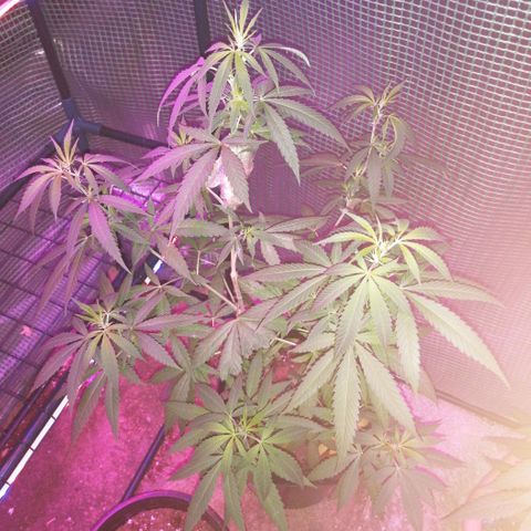 Chem Dawg growlog timeline photo
