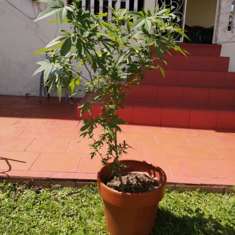 Zkittle growlog timeline photo