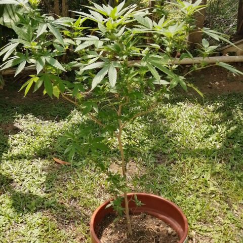 Zkittle growlog timeline photo