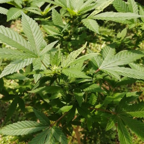 Zkittle growlog timeline photo