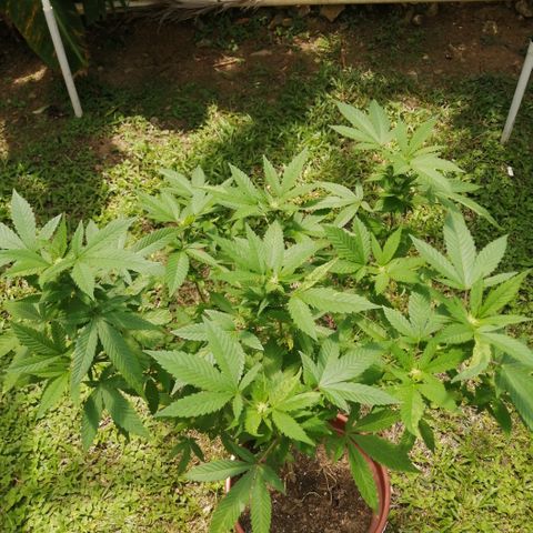 Zkittle growlog timeline photo