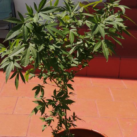 Zkittle growlog timeline photo