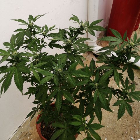 Zkittle growlog timeline photo