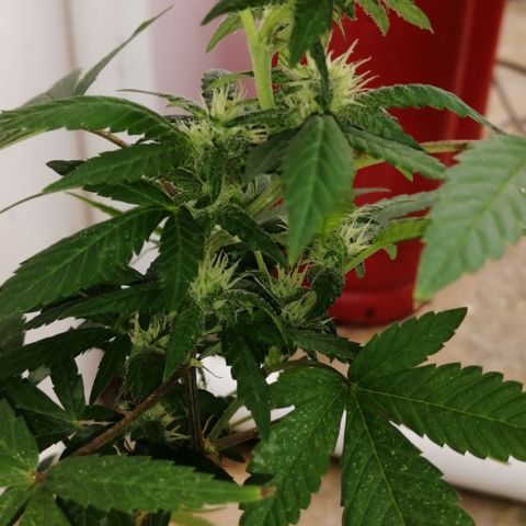 Zkittle growlog timeline photo