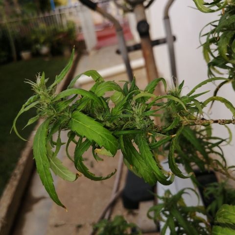 Durban Poison growlog timeline photo