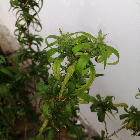 Durban Poison growlog timeline photo