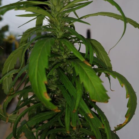 Durban Poison growlog timeline photo