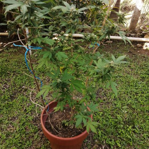 Zkittle growlog timeline photo