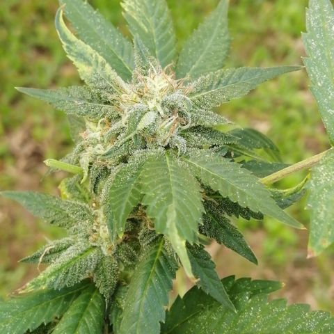 Zkittle growlog timeline photo