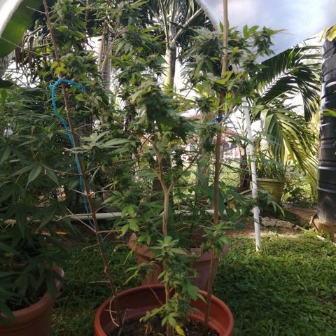 Zkittle growlog timeline photo