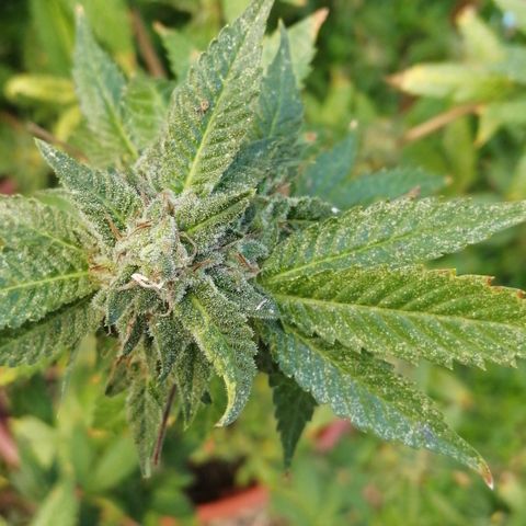 Zkittle growlog timeline photo