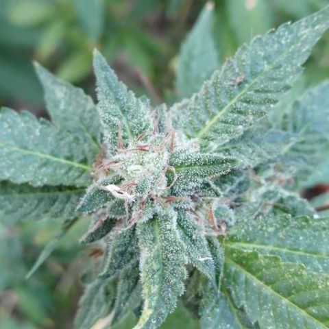 Zkittle growlog timeline photo