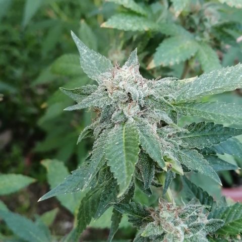 Zkittle growlog timeline photo