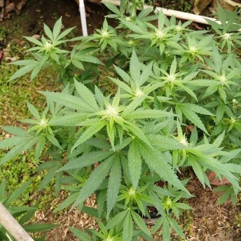 Chem Dawg growlog timeline photo