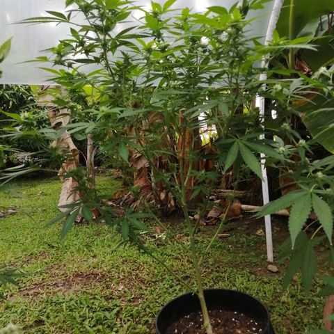 Chem Dawg growlog timeline photo