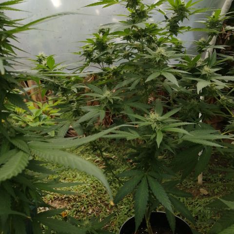 Chem Dawg growlog timeline photo